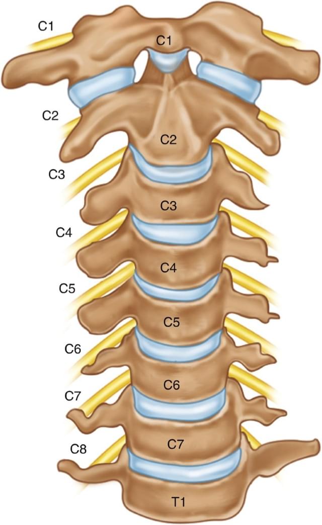 skeletal-vertebrae-section
